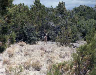 AMS492_0002_BANDELIER.jpg