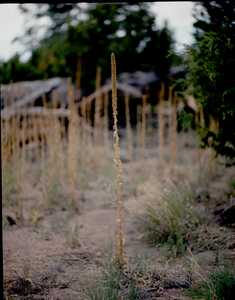 AMS493_0002_BANDELIER.jpg