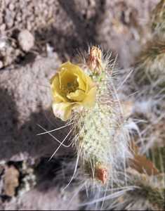 AMS494_0003_BANDELIER.jpg