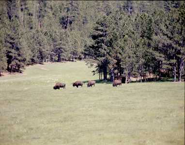 AMS738_BLACKHILLS_0001.jpg