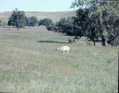 AMS739_BLACKHILLS_0001.jpg