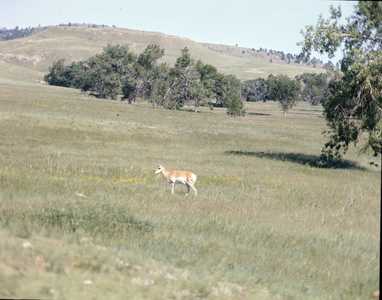 AMS739_BLACKHILLS_0002.jpg