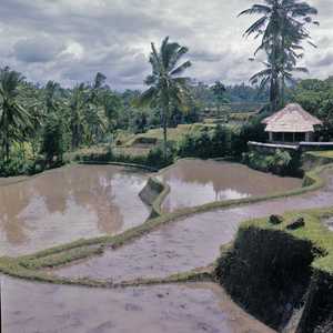 BA1_BALI_0018_6X6.jpg