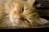 dsc_3155_small.jpg