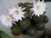 fioridicactus_small.jpg