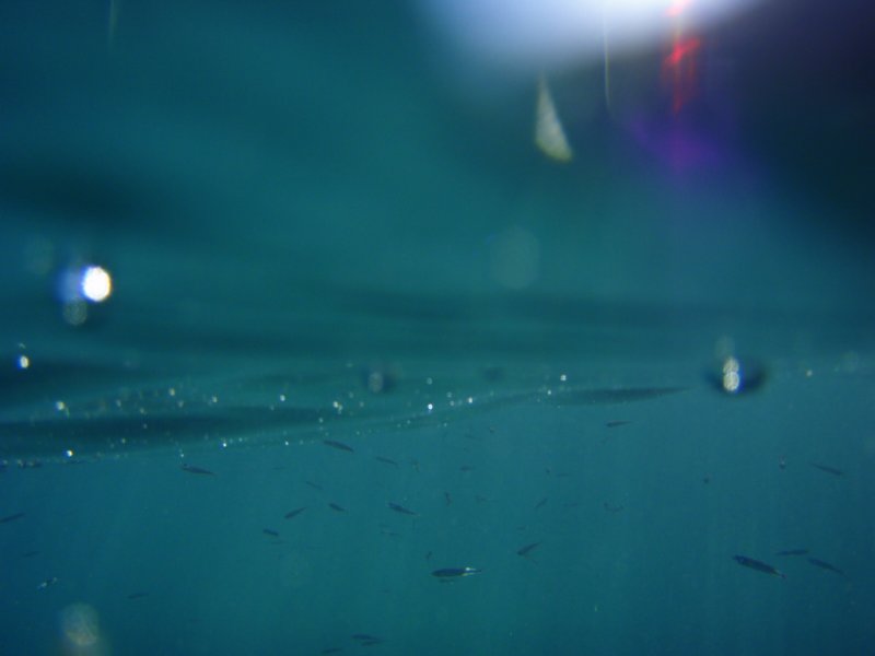 sottacqua3.jpg