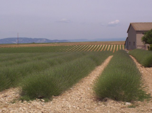 provenza15.jpg