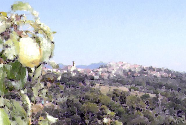rosignano.jpg