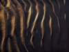 dsc09874_small.jpg