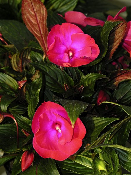 natura9.jpg