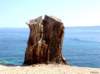 dsc03016_small.jpg