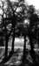 albero_small.jpg
