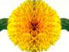 fiore2_small.jpg