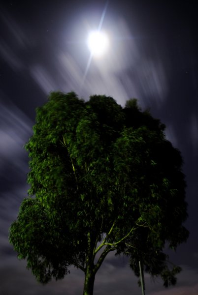 tree.jpg