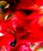 dscn05652_small.jpg