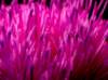 imgp22351_small.jpg