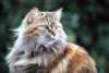 cat_small.jpg