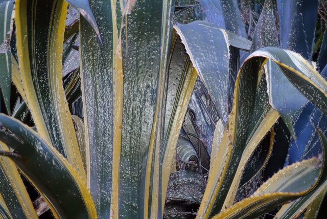 cactuslamannanicola.jpg