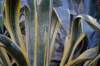 cactuslamannanicola_small.jpg