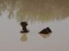 sculturainacqua_small.jpg