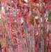 flora4_small.jpg