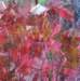 flora6_small.jpg