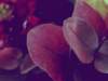 mostra6_small.jpg
