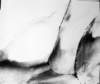 rossato04_small.jpg