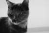 felina_small.jpg