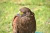 aquila_1_small.jpg