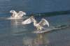 cigno_1_small.jpg