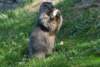 marmotta_1_small.jpg