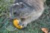 marmotta_2_small.jpg