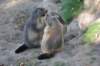marmotta_3_small.jpg