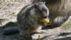 marmotta_4_small.jpg