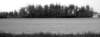 alberi2_small.jpg