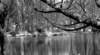 alberoeacqua_small.jpg