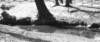 alberonero_small.jpg